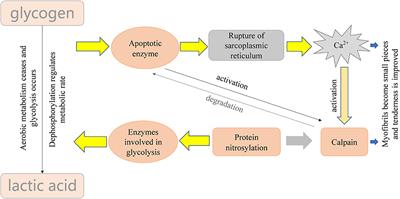 Advances in application of ultrasound in meat tenderization: A review